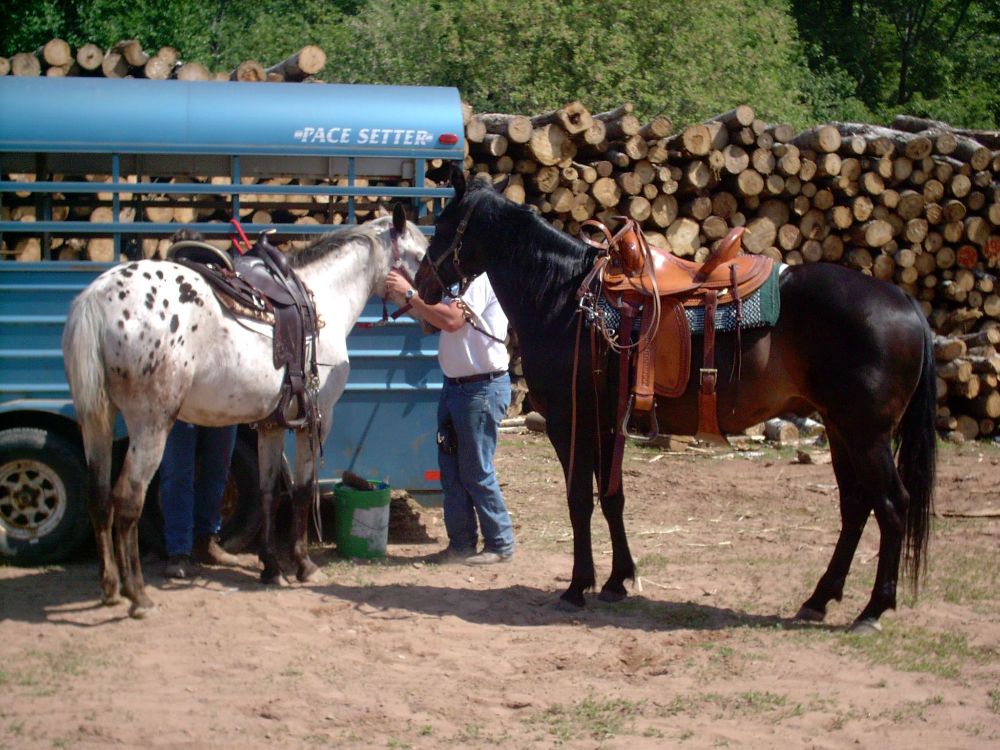 Two men with horses beside horse trailer