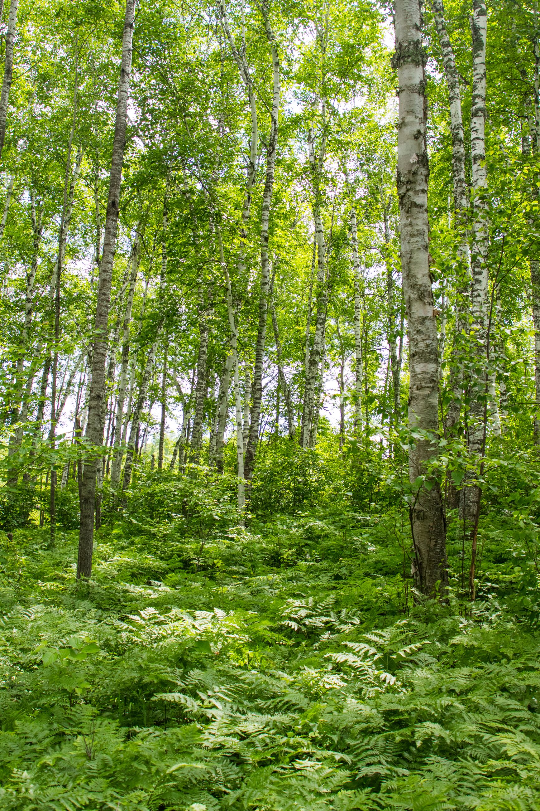 Northern Hardwoods carlton county-1119