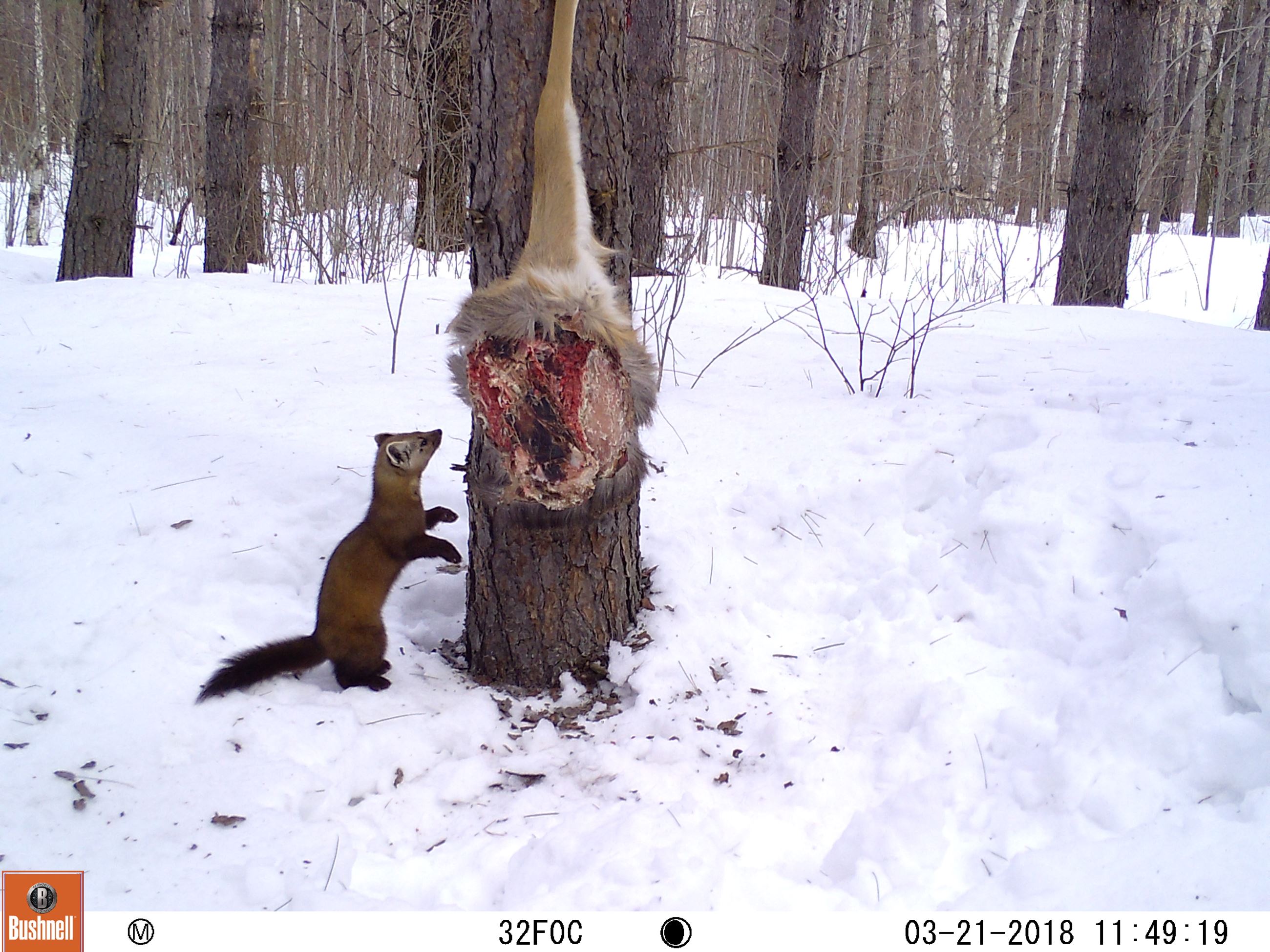 American Marten