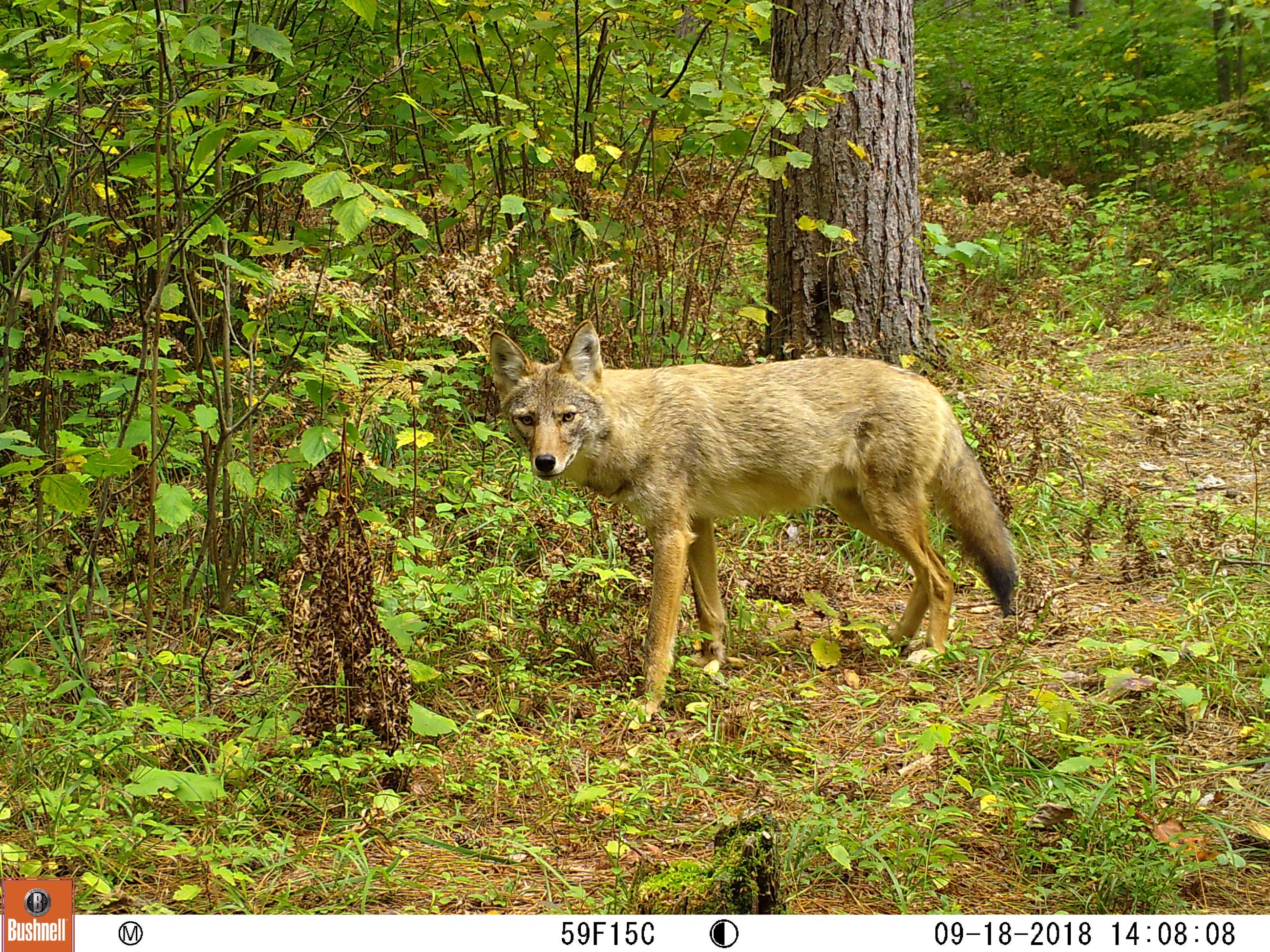 Coyote 09180079
